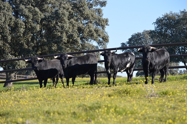 Madrid Bull Bullfight