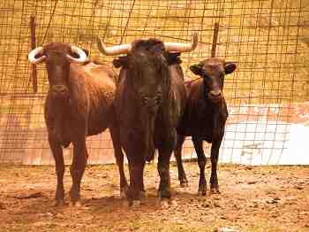 Bullfighting experience BULL FIELD MADRID