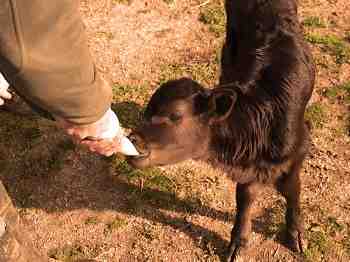 No Blood Bulfighting