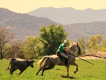 Bullfighting experience RECORTES MADRID