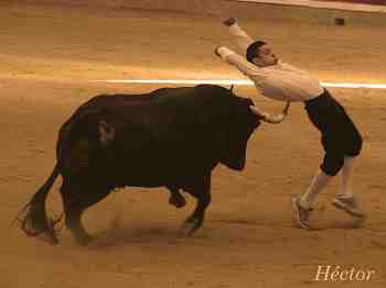 BULL MADRID